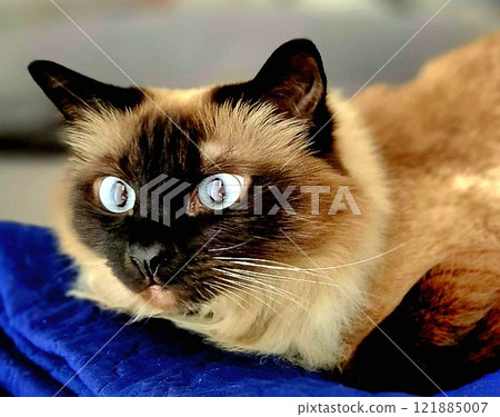 Siames cat with big blue eyes. 121885007