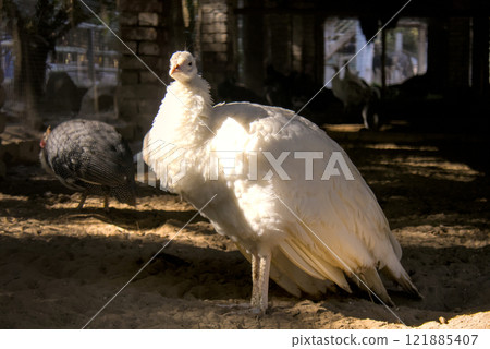 Young White Peacock in Sunlit Aviary 121885407