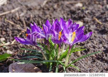 Beautiful purple spring crocuses in the garden in sunny day, floral background, close up, macro 121885431