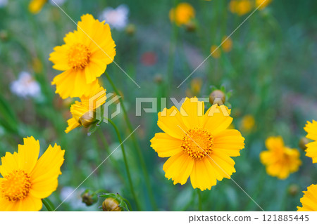 Yellow flower lance leaved, Coreopsis lanceolata, Lanceleaf Tickseed or Maiden eye close up, macro 121885445