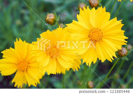 Yellow flower lance leaved, Coreopsis lanceolata, Lanceleaf Tickseed or Maiden eye close up, macro 121885446