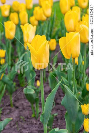 Bright yellow tulips bloom in a sunny garden during springtime in flowerbed in garden or park Bright yellow tulips bloom in a sunny garden during springtime in flowerbed in garden or park 121885454