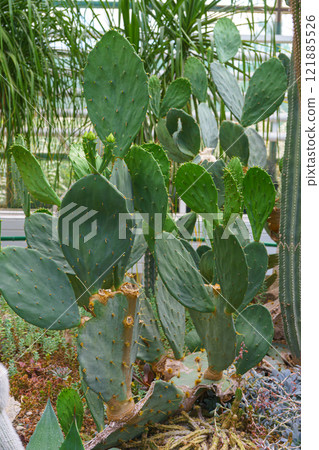 Cactus flowers Opuntia cochenillifera in natural environment in botanical garden or greenhouse 121885526