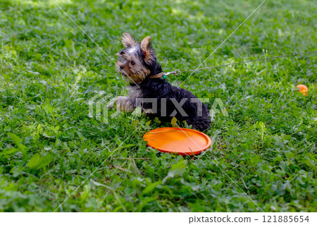 Playful yorkshire terrier puppy with orange frisbee on green grass Playful yorkshire terrier puppy with orange frisbee on green grass 121885654