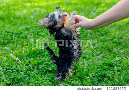 Playful yorkshire terrier puppy standing on hind legs in green grass 121885655