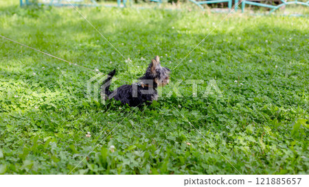 Small dog enjoying a walk on green grass 121885657