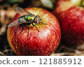 Green dung fly sits on an red apple close up 121885912