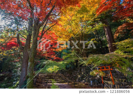 [Shohoji Temple, Mie Prefecture] A stroll-style garden during the autumn foliage season 121886056