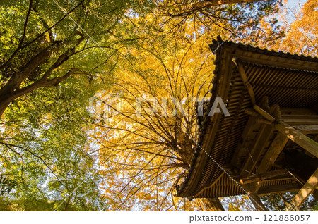 Shohoji Temple Bell Tower Ginkgo Tree Narutaniyama Shohoji Temple Famous for Autumn Leaves Inabe City Mie Prefecture 121886057