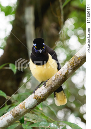 Plush-crested jay in the brasilian forest Plush-crested jay in the brasilian forest 121886134