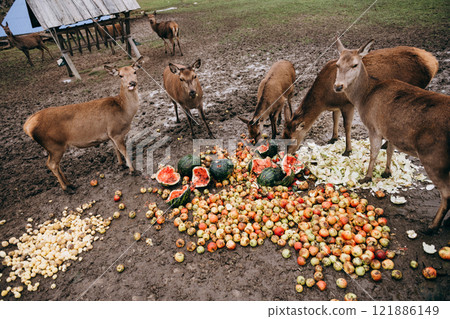A group of deer is eating watermelon and apples on the ground A group of deer is eating watermelon and apples on the ground 121886149