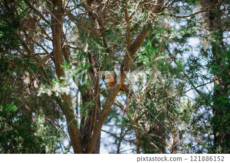 A beautiful bird is perched gracefully on a tree branch in the woods A beautiful bird is perched gracefully on a tree branch in the woods 121886152