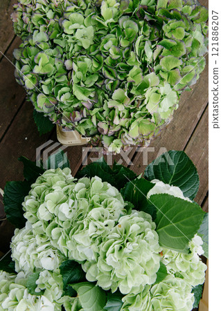 A beautiful bunch of vibrant green flowers is sitting on a wooden table A beautiful bunch of vibrant green flowers is sitting on a wooden table 121886207