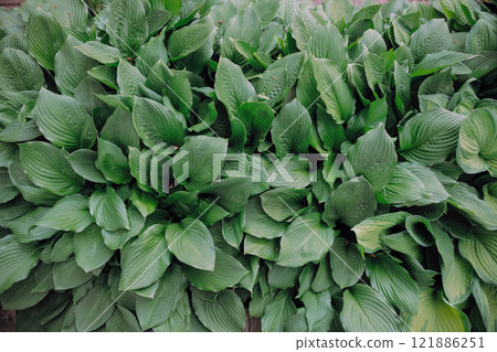 A detailed close up view of a bunch of vibrant green leaves on a plant A detailed close up view of a bunch of vibrant green leaves on a plant 121886251