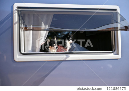 Two Chihuahuas looking at the view from inside the car (from inside the camper) Two Chihuahuas looking at the view from inside the car (from inside the camper) 121886375