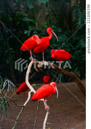 Red ibis on the trunk 121886396