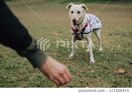 A person is gently holding the paw of a small white dog in a park A person is gently holding the paw of a small white dog in a park 121886414