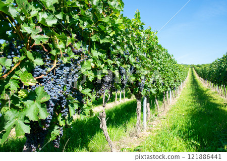 Vineyards in summer harvest. Large bunches of red wine grapes in sunny weather. Vineyards in summer harvest. Large bunches of red wine grapes in sunny weather. 121886441
