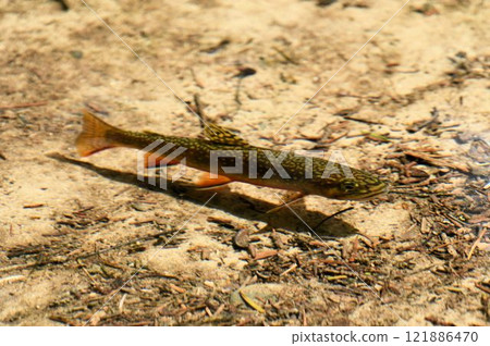 A brook trout, a type of char with beautiful white spots, swimming in the clear water of a marsh pond in Kamikochi, Shinshu 121886470