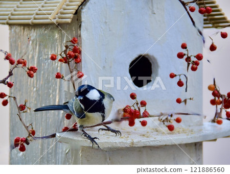 一隻大山雀正在檢查春天養育幼崽所必需的巢箱。 一隻大山雀正在檢查春天養育幼崽所必需的巢箱。 121886560