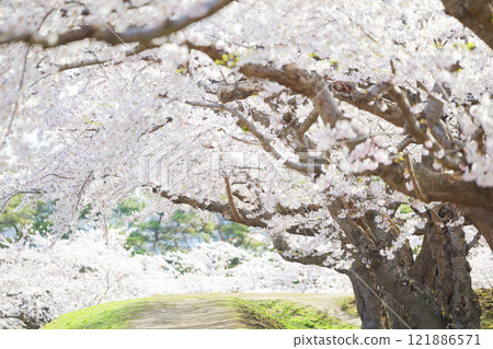 Cherry blossoms at Goryokaku Park Cherry blossoms at Goryokaku Park 121886571