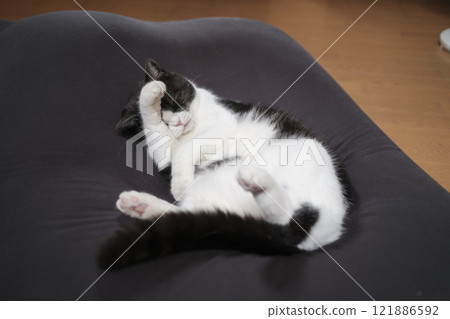 Cat washing face Cat washing face 121886592