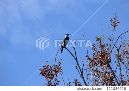 A lone wild bird perched on a branch A lone wild bird perched on a branch 121886616