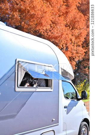 Traveling in a camper with my dog, a long-coated Chihuahua, and a metasequoia tree with beautiful autumn leaves Traveling in a camper with my dog, a long-coated Chihuahua, and a metasequoia tree with beautiful autumn leaves 121886633