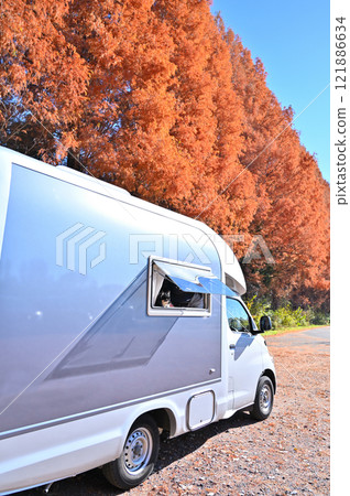 與我的狗一起露營車旅行,長外套吉娃娃,水杉與美麗的秋葉 與我的狗一起露營車旅行,長外套吉娃娃,水杉與美麗的秋葉 121886634