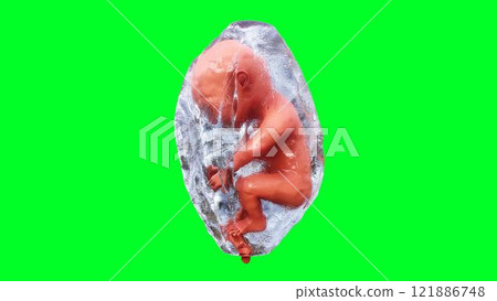 unborn baby fetus in amniotic sac. Realistic green screen. 3d rendering. 121886748