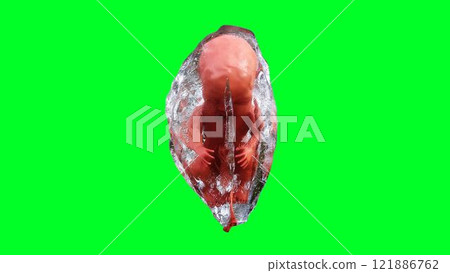 unborn baby fetus in amniotic sac. Realistic green screen. 3d rendering. unborn baby fetus in amniotic sac. Realistic green screen. 3d rendering. 121886762