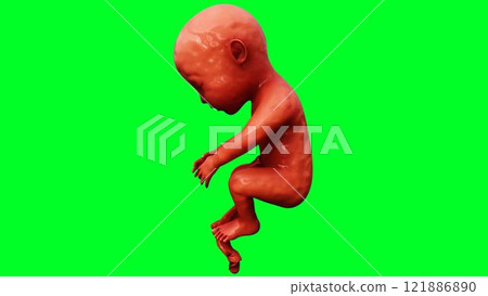 unborn baby fetus in amniotic sac. Realistic green screen. 3d rendering. 121886890