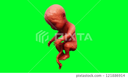unborn baby fetus in amniotic sac. Realistic green screen. 3d rendering. 121886914