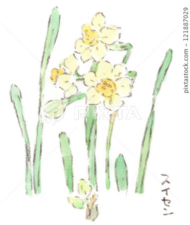 A watercolor illustration of the daffodil, a flower that blooms from mid-winter to early spring. A watercolor illustration of the daffodil, a flower that blooms from mid-winter to early spring. 121887029