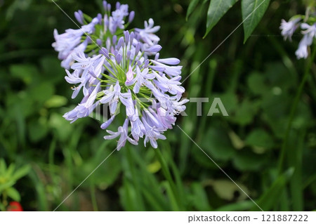 Refreshing agapanthus flowers 121887222