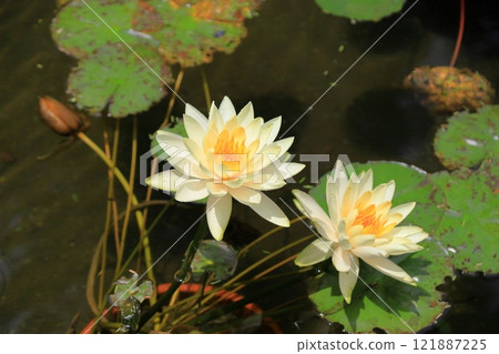 Water lilies 121887225