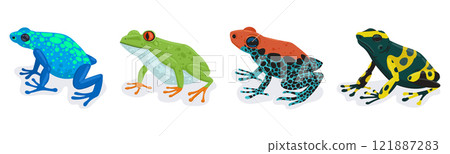 Exotic frogs. Tropical rainforest amphibian animals, tree frog and colorful poison frogs flat vector illustration set. Cartoon frogs isolated on white background Exotic frogs. Tropical rainforest amphibian animals, tree frog and colorful poison frogs flat vector illustration set. Cartoon frogs isolated on white background 121887283