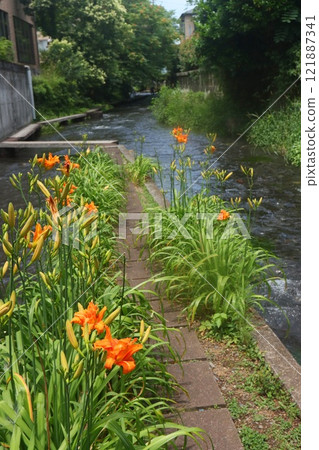 Genbei River, World Heritage Irrigation Facility, World Water Heritage, Daylily Promenade 121887341