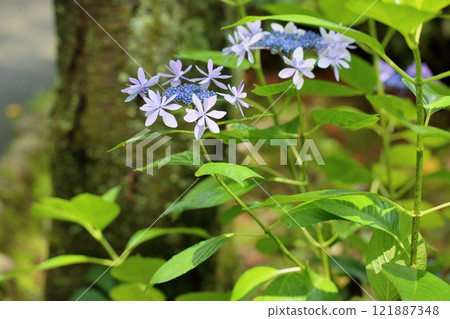 清新的繡球花 121887348