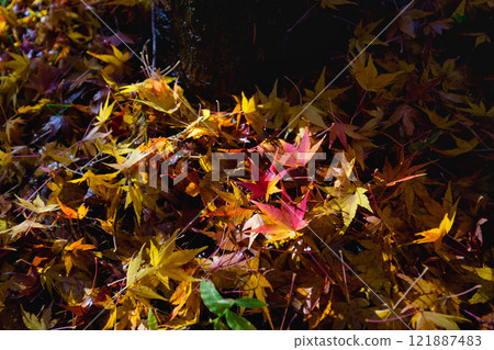 Autumn at Osagoe Culture Park Autumn at Osagoe Culture Park 121887483