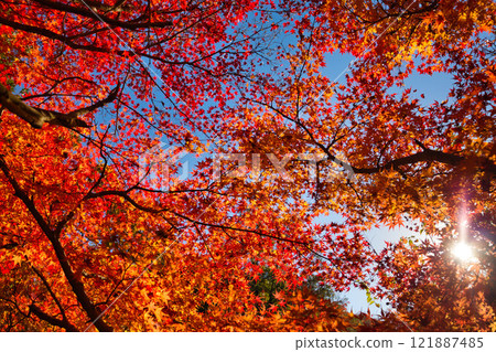 大越文化公園的秋天 121887485