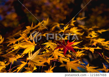 大越文化公園的秋天 大越文化公園的秋天 121887488