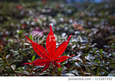 Autumn at Osagoe Culture Park 121887492