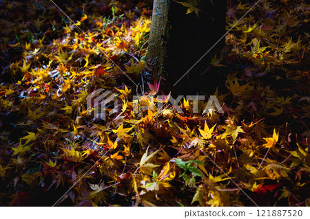 Autumn at Osagoe Culture Park 121887520