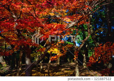 Autumn at Osagoe Culture Park Autumn at Osagoe Culture Park 121887522