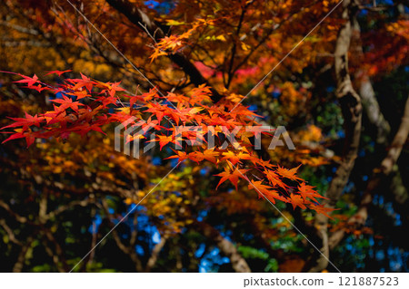 Autumn at Osagoe Culture Park Autumn at Osagoe Culture Park 121887523