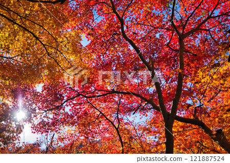 大越文化公園的秋天 121887524