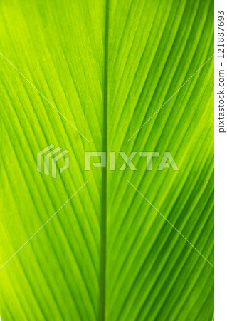Green leaves Green leaves 121887693