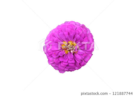Pink zinnia elegans dahlia flower  121887744