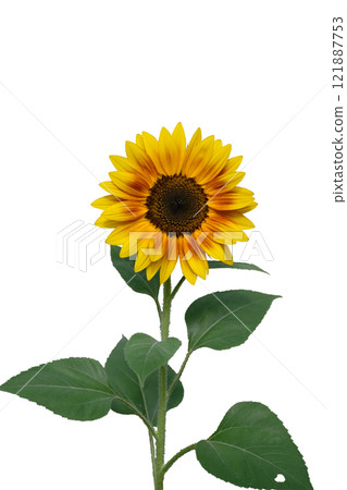 Ripe sunflower with yellow petals and dark middle Ripe sunflower with yellow petals and dark middle 121887753